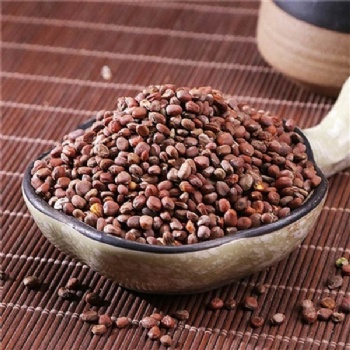 Lai Fu Zi radish seed