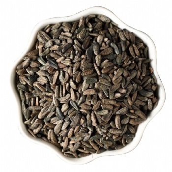 Niu Bang Zi great burdock achene