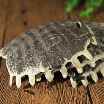 Bie Jia Turtle Carapace turtle shell