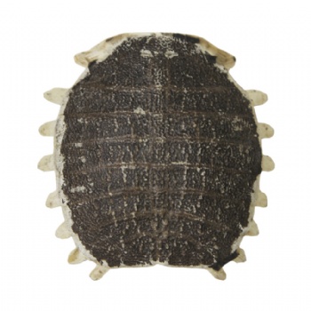 Bie Jia Turtle Carapace turtle shell