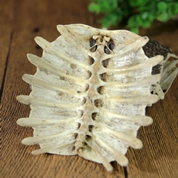 Bie Jia Turtle Carapace turtle shell