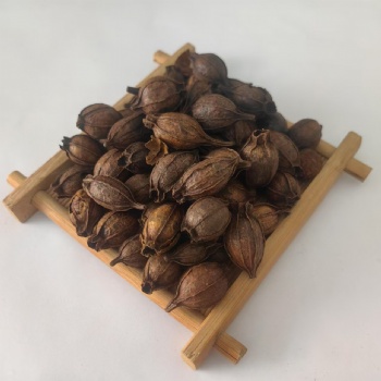 Chao Zhi Zi Stir-baked fructus gardeniae