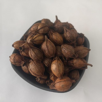 Chao Zhi Zi Stir-baked fructus gardeniae