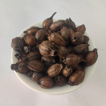 Chao Zhi Zi Stir-baked fructus gardeniae