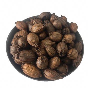 Chao Zhi Zi Stir-baked fructus gardeniae