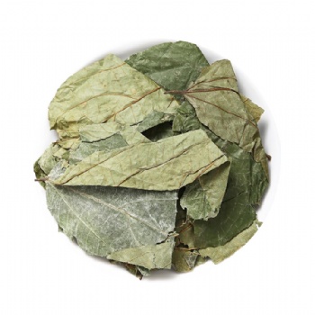 Bu Zha Ye leaf of paniculate microcos