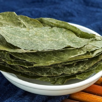 Bu Zha Ye leaf of paniculate microcos