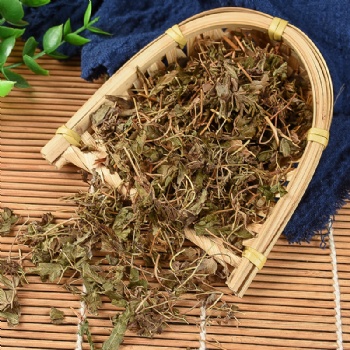 Hai Jin Sha Teng Lygodium japonicum