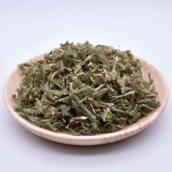 Shen Jin Cao Lycopodium japonicum