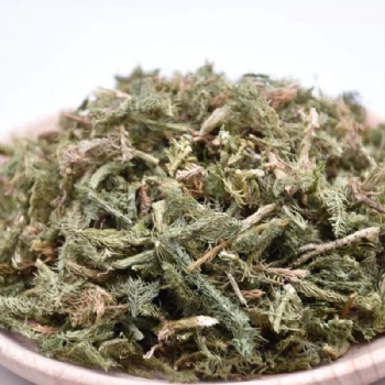 Shen Jin Cao Lycopodium japonicum