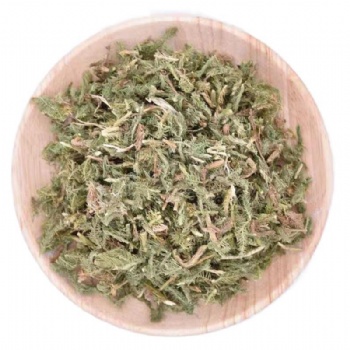 Shen Jin Cao Lycopodium japonicum