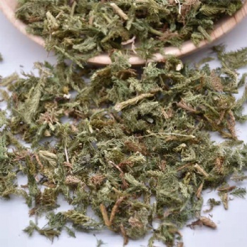 Shen Jin Cao Lycopodium japonicum