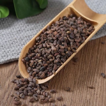 Nv Zhen Zi Glossy Privet Fruit