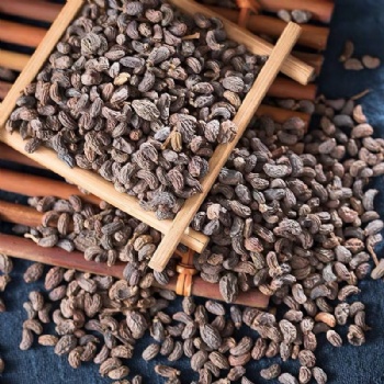 Nv Zhen Zi Glossy Privet Fruit