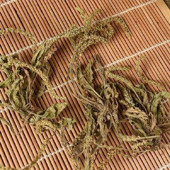 Che Qian Cao Asiatic Plantain Herb