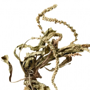 Che Qian Cao Asiatic Plantain Herb