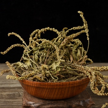 Che Qian Cao Asiatic Plantain Herb