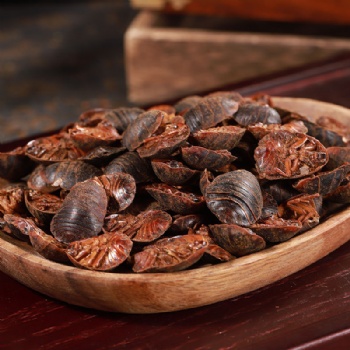 Tu Bie Chong Ground Beetle