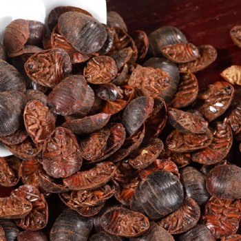 Tu Bie Chong Ground Beetle