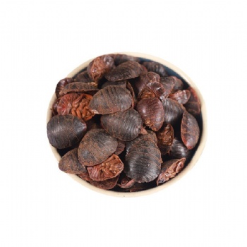 Tu Bie Chong Ground Beetle