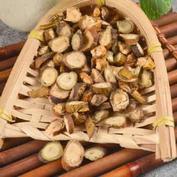 Sang Ji Sheng parasitic loranthus Taxillus sutchuenensis