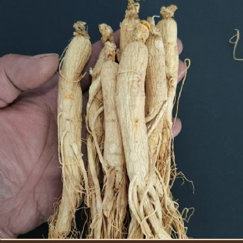 Ren Shen ginseng high quality