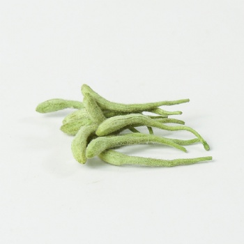 Jin Yin Hua honeysuckle Lonicerae Japonicae Flos